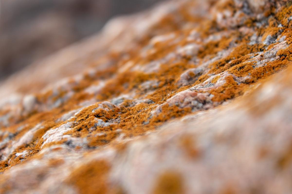 Esposizione alla muffa: quali danni può creare alla nostra salute?