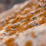 Esposizione alla muffa: quali danni può creare alla nostra salute?