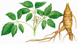 Ginseng